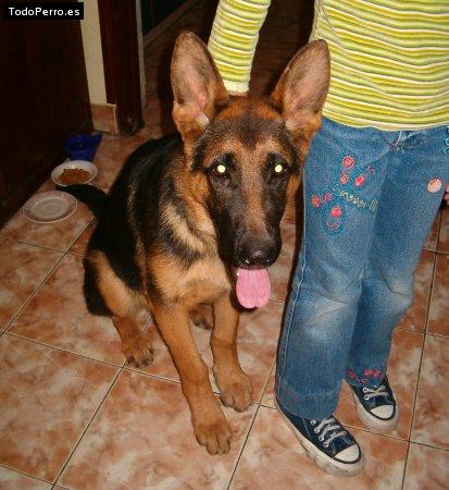 Foto del perro Condor