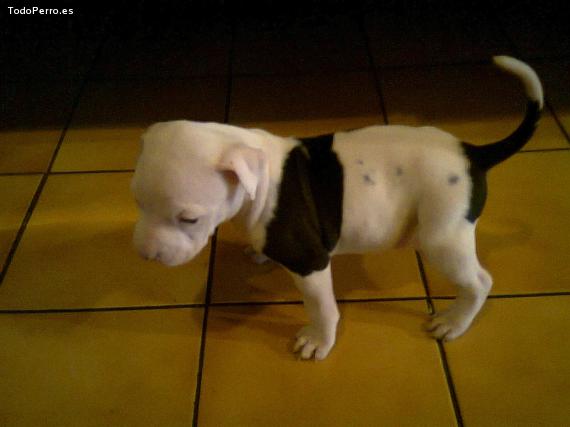 Foto del perro Kaiserv