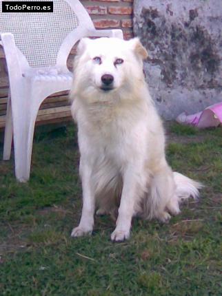 Foto del perro Enzo