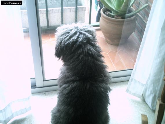 Foto del perro Rufo