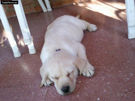 La foto del perro