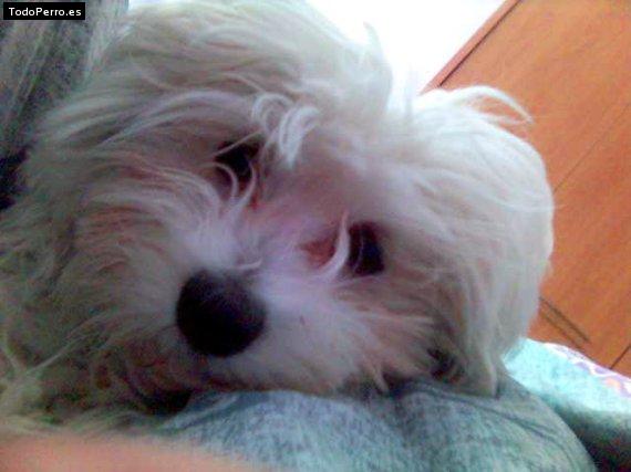 Foto del perro Conga