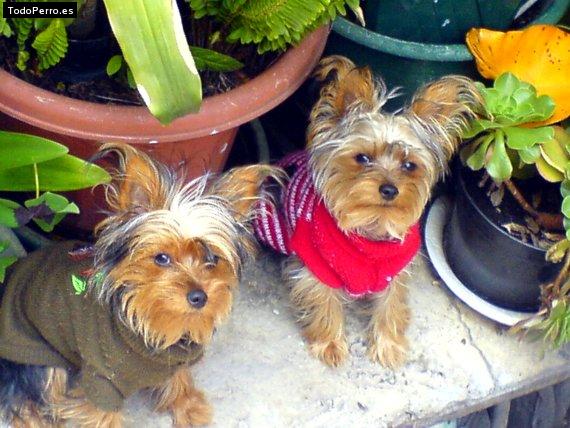 Foto del perro Sam y dana