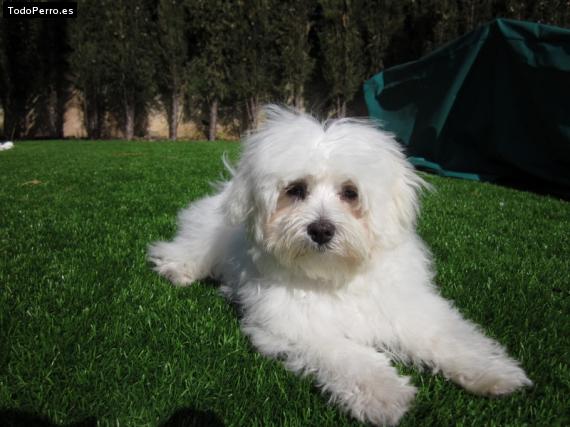 Foto del perro Ricky