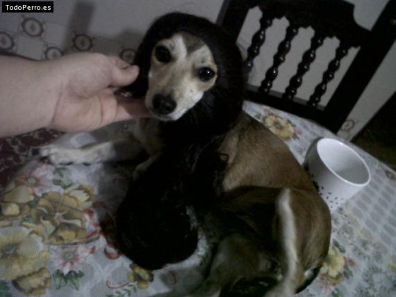 La foto del perro
