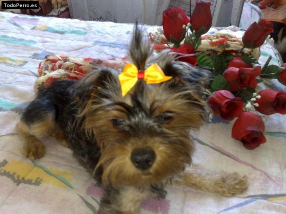 La foto del perro