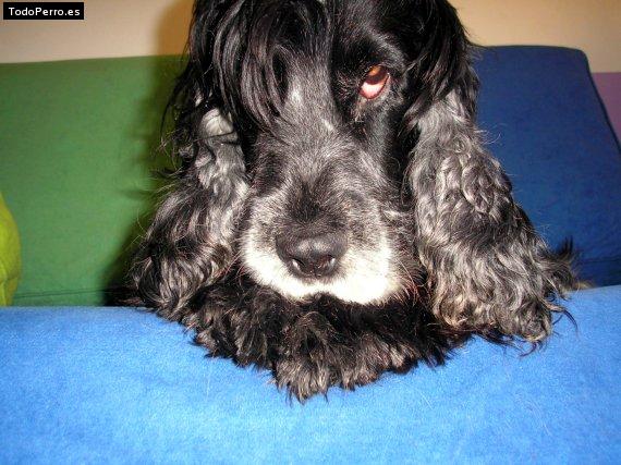 Foto del perro Jorge