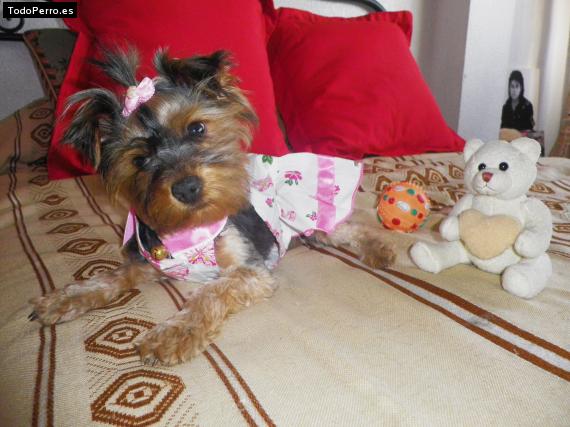 La foto del perro