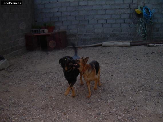 La foto del perro