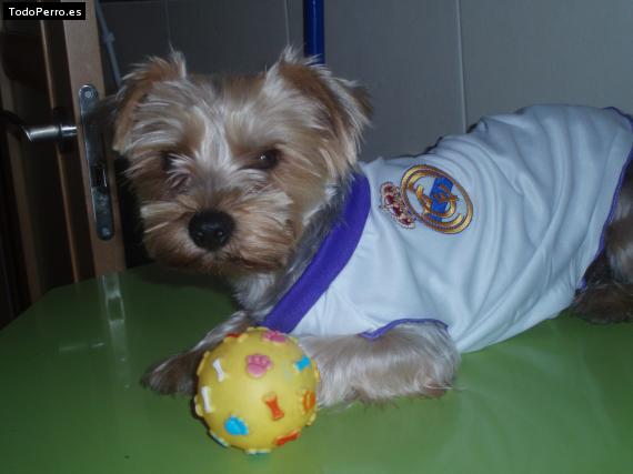 La foto del perro