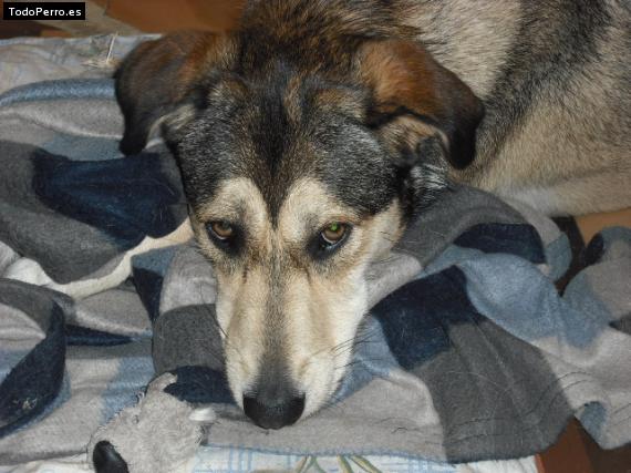 La foto del perro Iria Foto del perro Iria