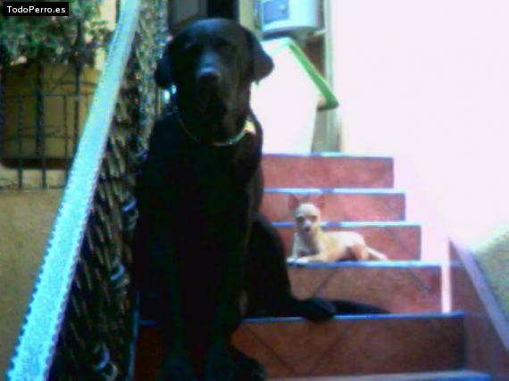 La foto del perro
