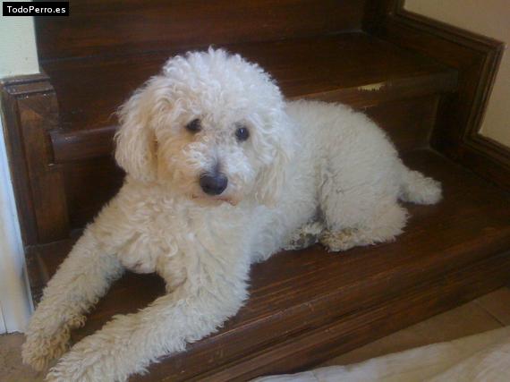 La foto del perro Homero Foto del perro Homero