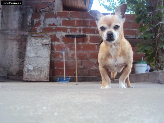La foto del perro
