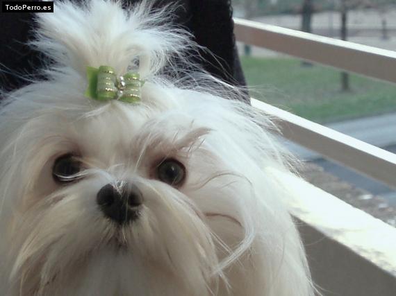 La foto del perro