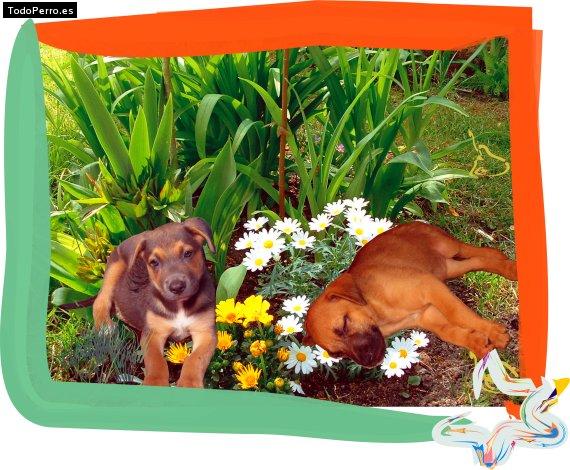 La foto del perro Goliat y wanda Foto del perro Goliat y wanda