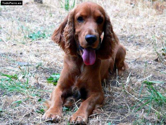 Foto del perro Hippie