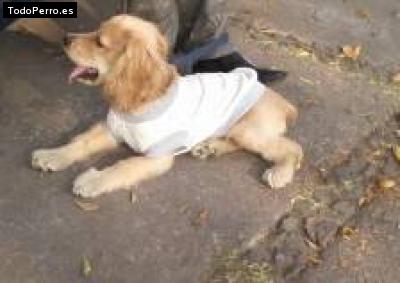 La foto del perro Hachiko Foto del perro Hachiko