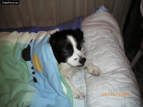 La foto del perro Jessi Foto del perro Jessi