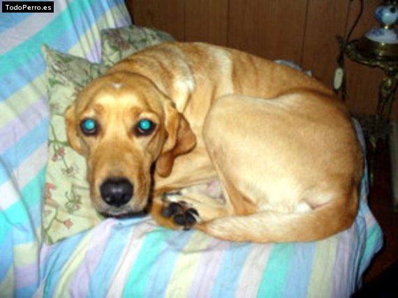 Foto del perro Sasha