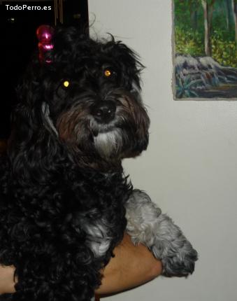 La foto del perro Hanna Foto del perro Hanna