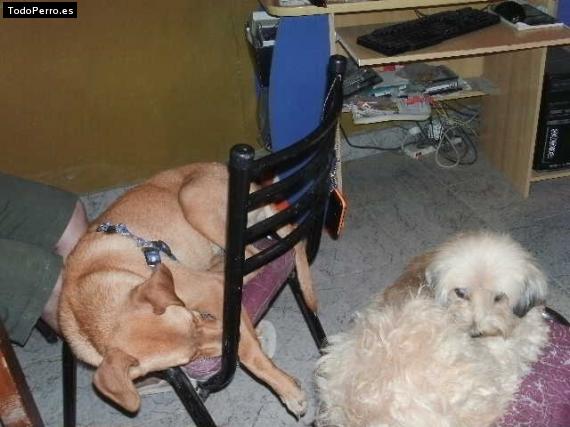 La foto del perro