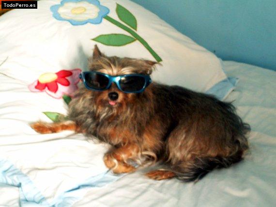 Foto del perro Muñeca