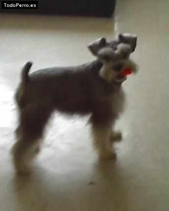 La foto del perro