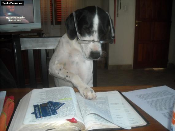 La foto del perro Juana banana Foto del perro Juana banana