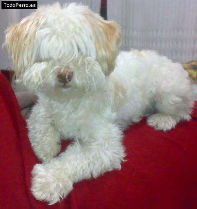 La foto del perro