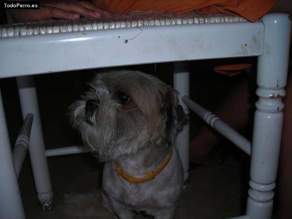 La foto del perro