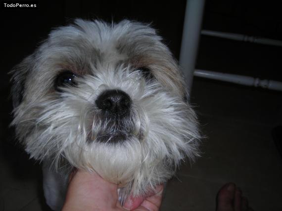 La foto del perro
