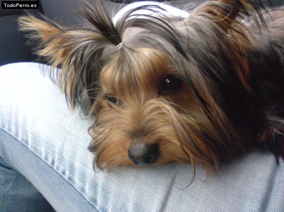 La foto del perro