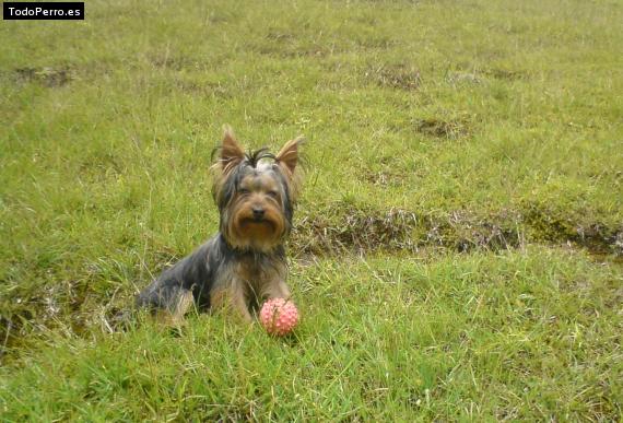 La foto del perro