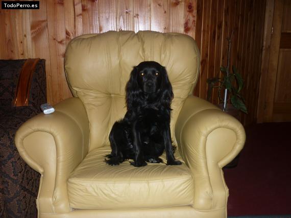 La foto del perro
