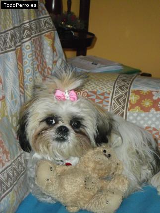 La foto del perro