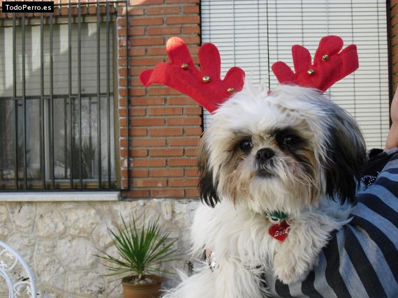 La foto del perro