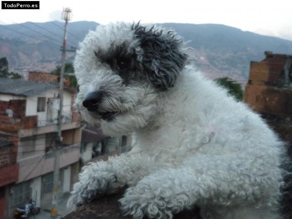 La foto del perro