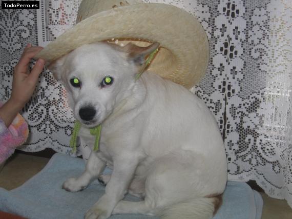 Foto del perro Rony