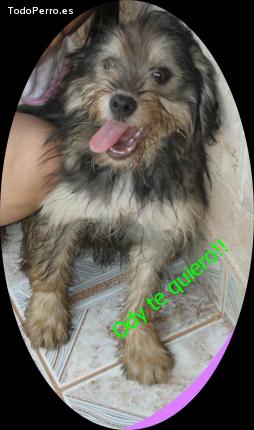 Foto del perro Ody
