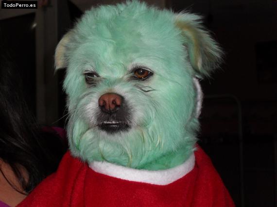 Foto del perro Rufo