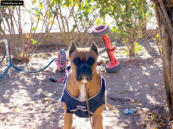 Foto del perro Chamaco