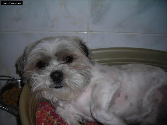 La foto del perro
