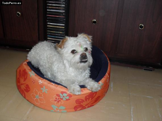 La foto del perro