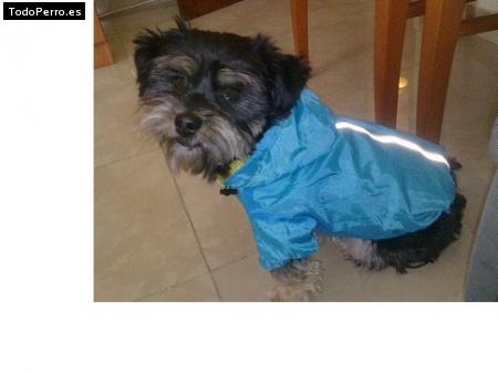 Foto del perro Killo