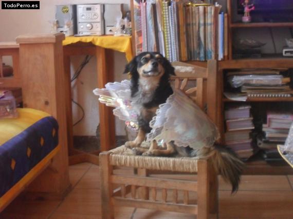 La foto del perro