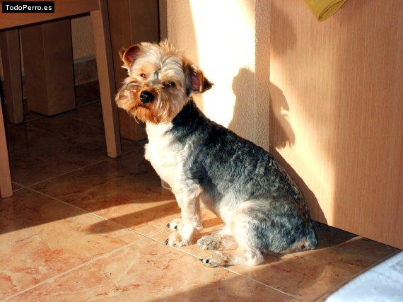 Foto del perro Hermes