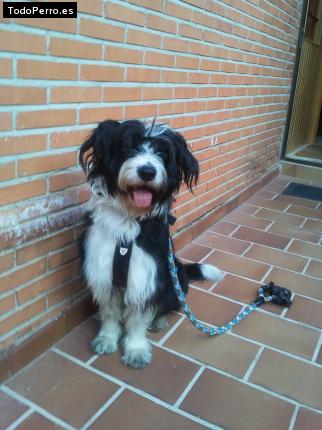 La foto del perro Jazz Foto del perro Jazz