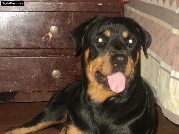 La foto del perro