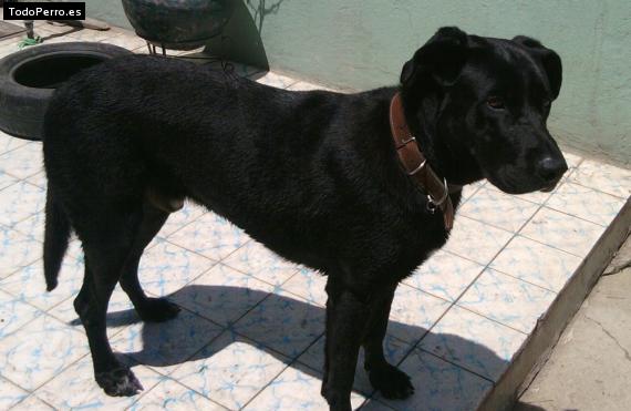 Foto del perro Ruper